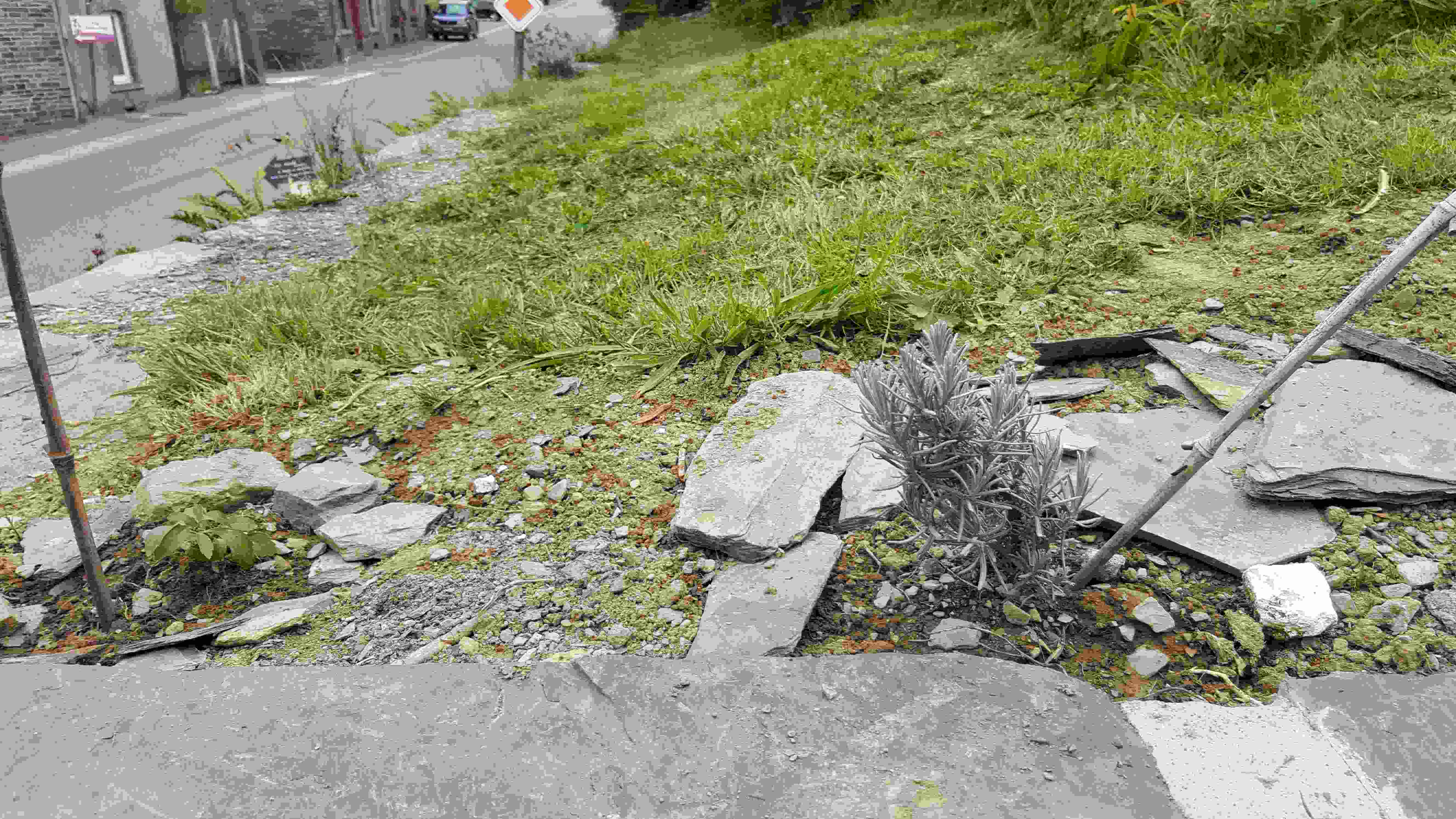 oranger mexique alle.jpg